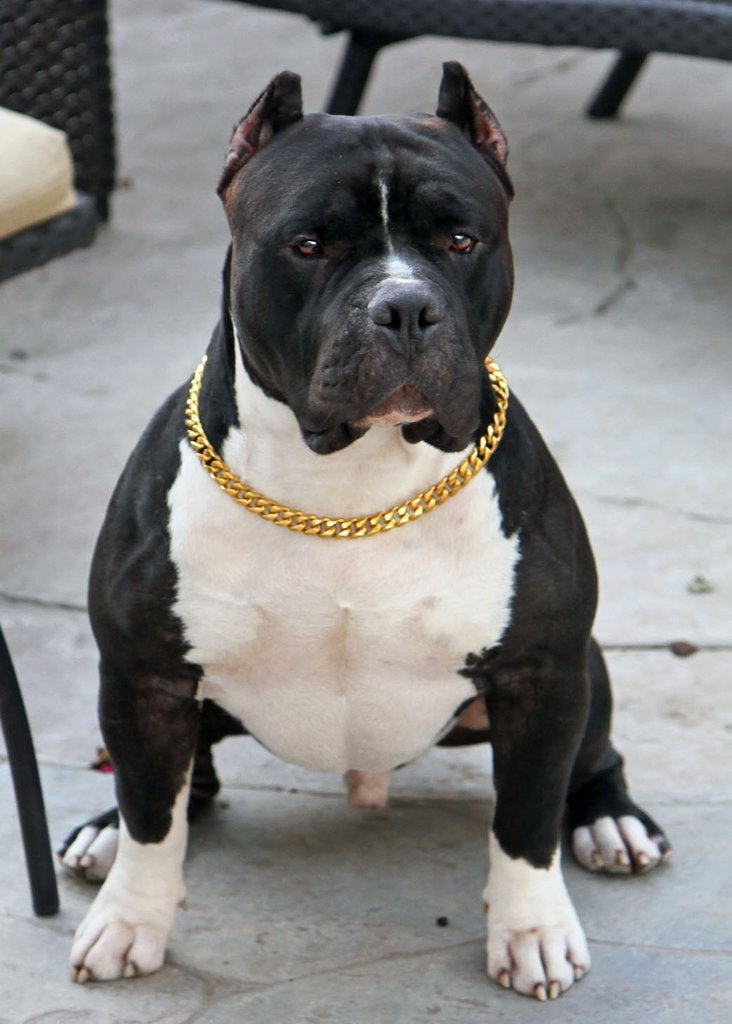 Pet Cuban Link Necklace Collar